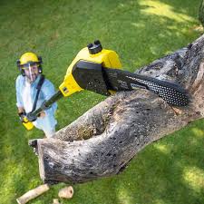 Why Choose Our Tree Removal Services in Fort Salonga, NY?